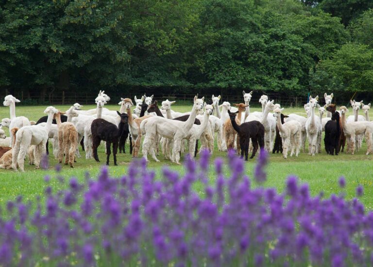 About alpacas british alpaca society