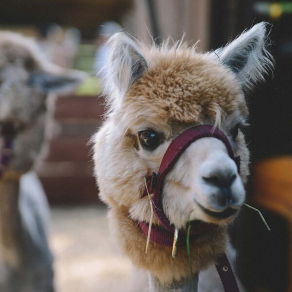 About Alpacas
