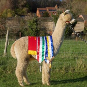 02 Bozedown Finishing Touch- Opens Mon 2nd Feb