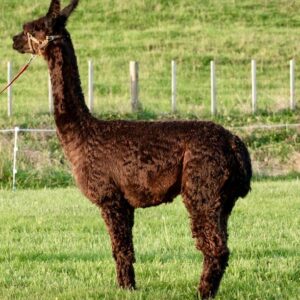 26 Thistledown Belluno of Winsaula- Opens Mon 23rd Feb