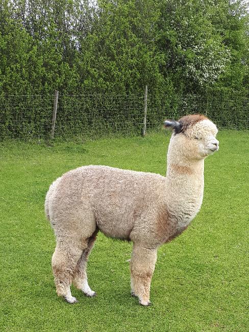 11 Houghton Blaine- Opens Mon 9th Feb - Image 2