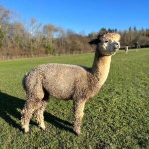 11 Houghton Blaine- Opens Mon 9th Feb