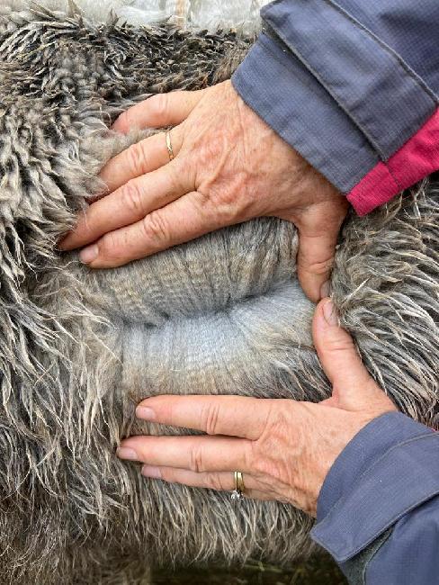 11 Houghton Blaine- Opens Mon 9th Feb - Image 3