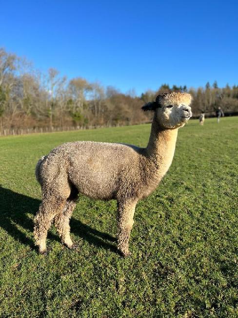 11 Houghton Blaine- Opens Mon 9th Feb