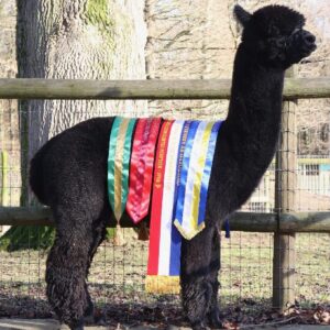 04 Redens Dynamic- Opens Mon 2nd Feb