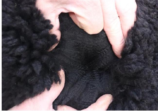 04 Redens Dynamic- Opens Mon 2nd Feb - Image 2