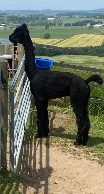 04 Redens Dynamic- Opens Mon 2nd Feb - Image 3