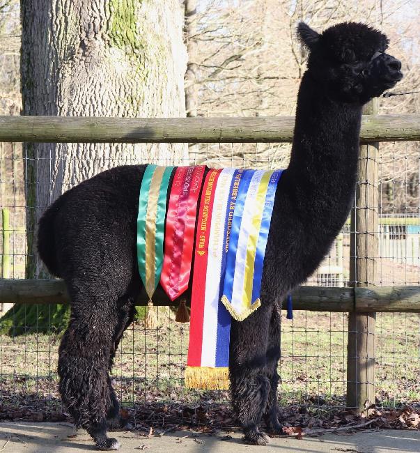 04 Redens Dynamic- Opens Mon 2nd Feb