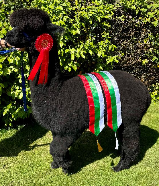 10 Inca Magnitude- Opens Mon 9th Feb - Image 2