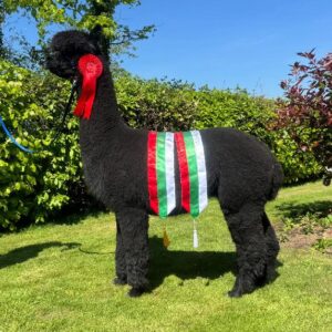 10 Inca Magnitude- Opens Mon 9th Feb