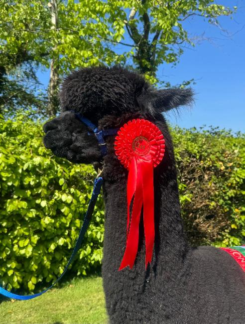 10 Inca Magnitude- Opens Mon 9th Feb - Image 3