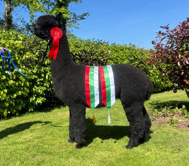 10 Inca Magnitude- Opens Mon 9th Feb