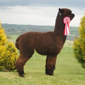 17 Inca Optimo- Opens Mon 16th Feb