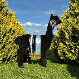 23 Inca Replay- Opens Mon 23rd Feb