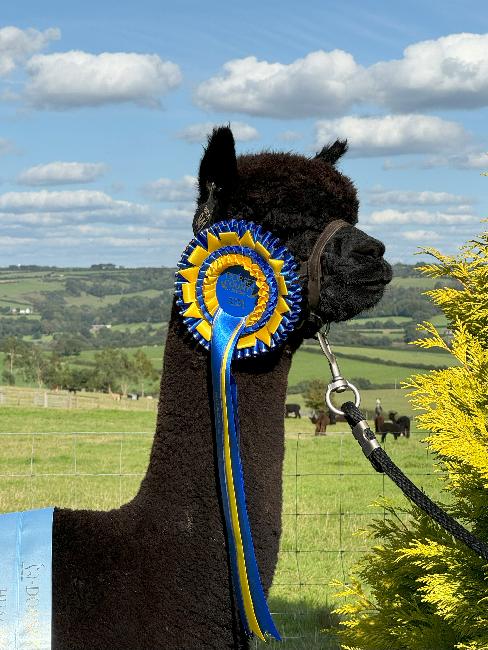 23 Inca Replay- Opens Mon 23rd Feb - Image 3