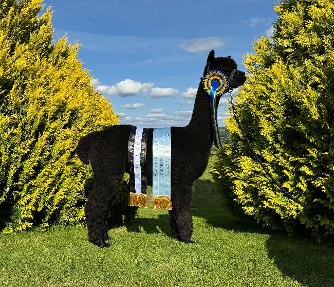 23 Inca Replay- Opens Mon 23rd Feb