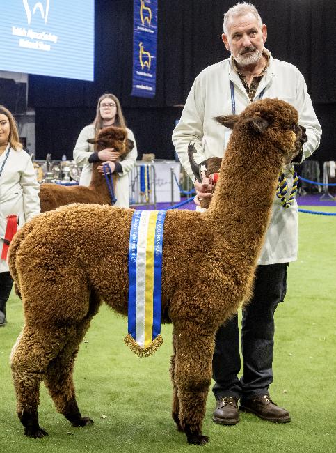 22 Limestone Bengal- Opens Mon 2nd Mar - Image 2