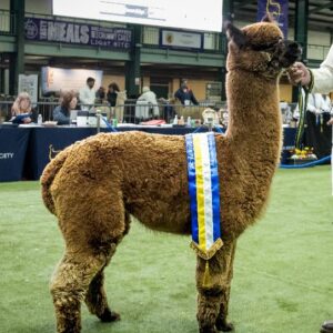 22 Limestone Bengal- Opens Mon 23rd Feb