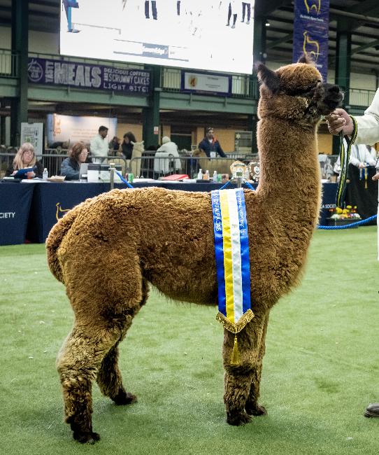 22 Limestone Bengal- Opens Mon 2nd Mar