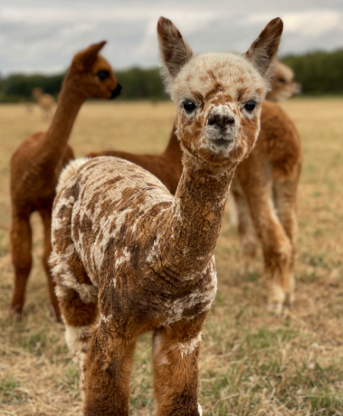 25 Putjade Quantum of Solace- Opens Mon 23rd Feb - Image 4