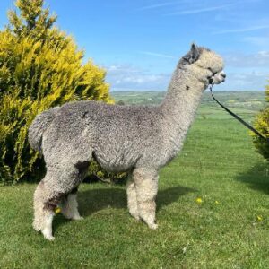 12 Inca Grey Orion- Opens Mon 9th Feb
