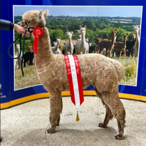 25 Putjade Quantum of Solace- Opens Mon 23rd Feb