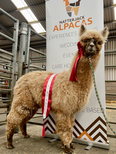 25 Putjade Quantum of Solace- Opens Mon 23rd Feb - Image 3