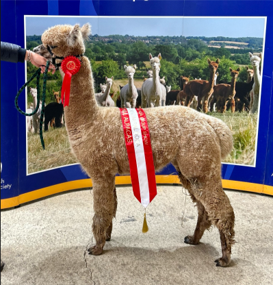 25 Putjade Quantum of Solace- Opens Mon 23rd Feb