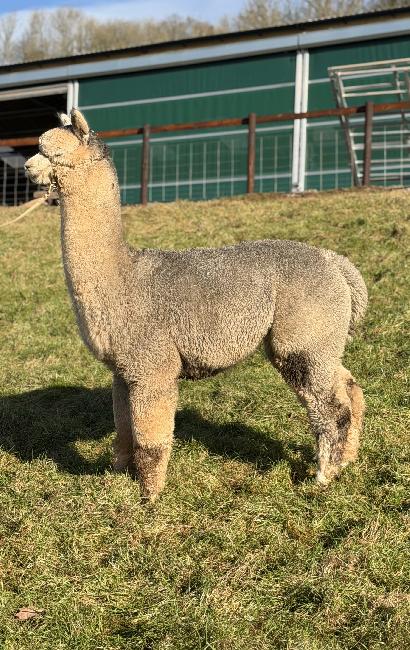 24 NZ Mystic Grey Zane- Opens Mon 23rd Feb - Image 2