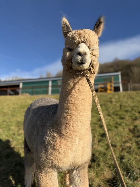 24 NZ Mystic Grey Zane- Opens Mon 23rd Feb - Image 3