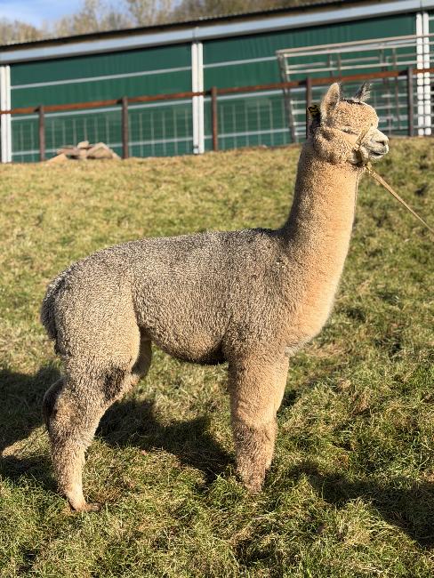 24 NZ Mystic Grey Zane- Opens Mon 23rd Feb