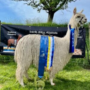 19 Dark Sky Ziggy- Opens Mon 16th Feb