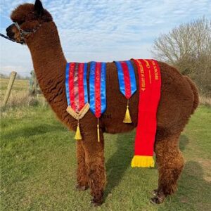 03 Beck Brow Ready or Not- Opens Mon 2nd Feb